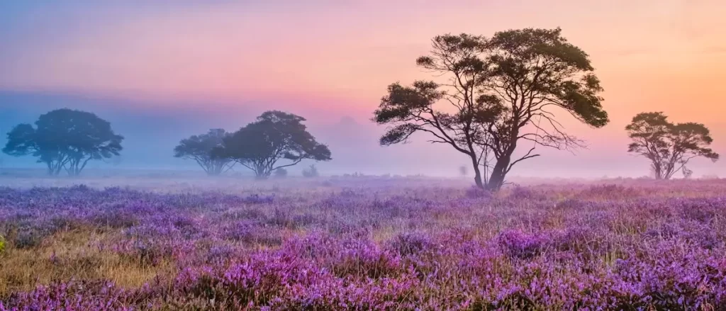 Daten in Drenthe - paars-veld-lavendel-met-boom-voorgrond